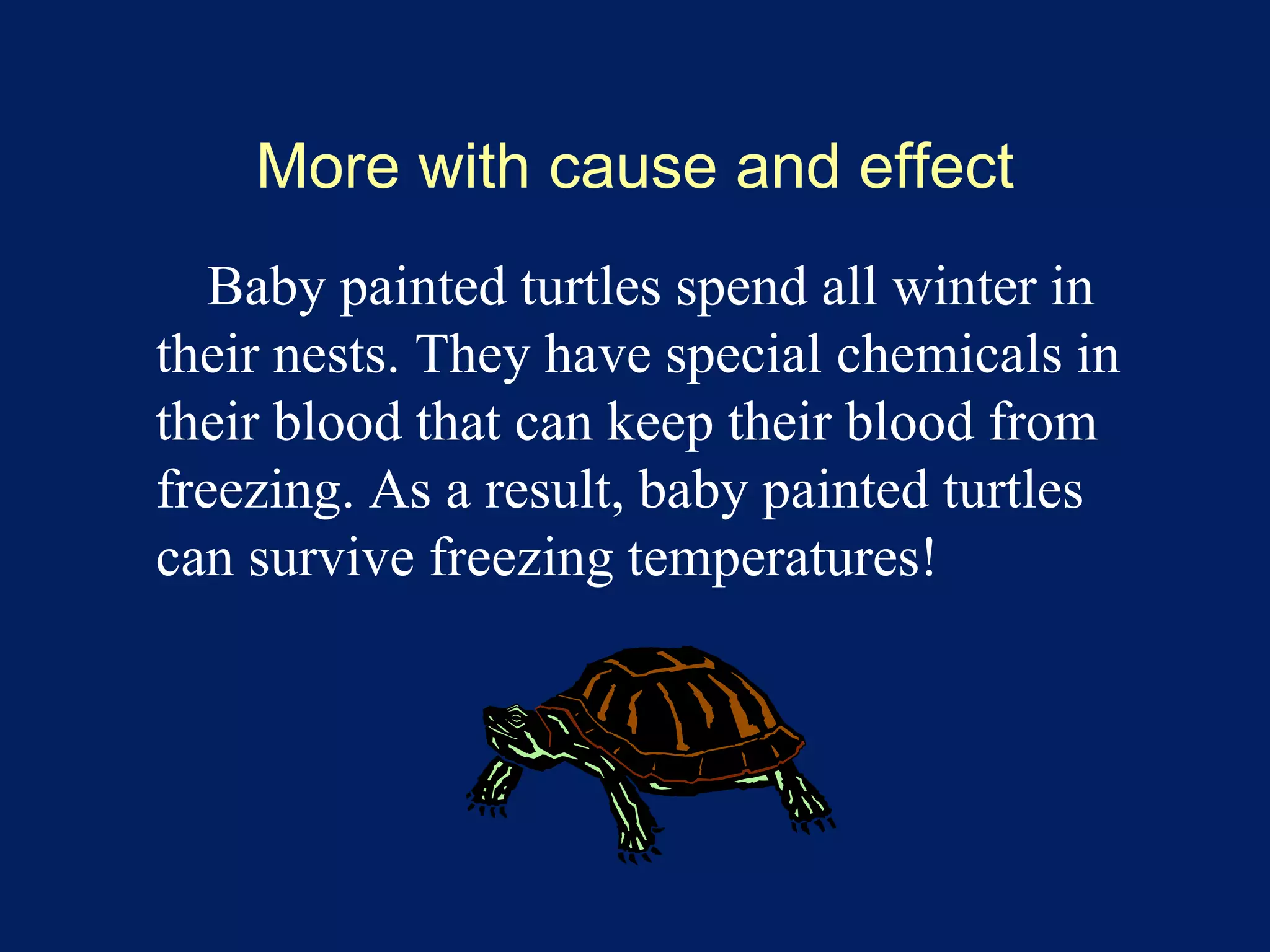 More with cause and effect 
Baby painted turtles spend all winter in 
their nests. They have special chemicals in 
their blood that can keep their blood from 
freezing. As a result, baby painted turtles 
can survive freezing temperatures! 
 
