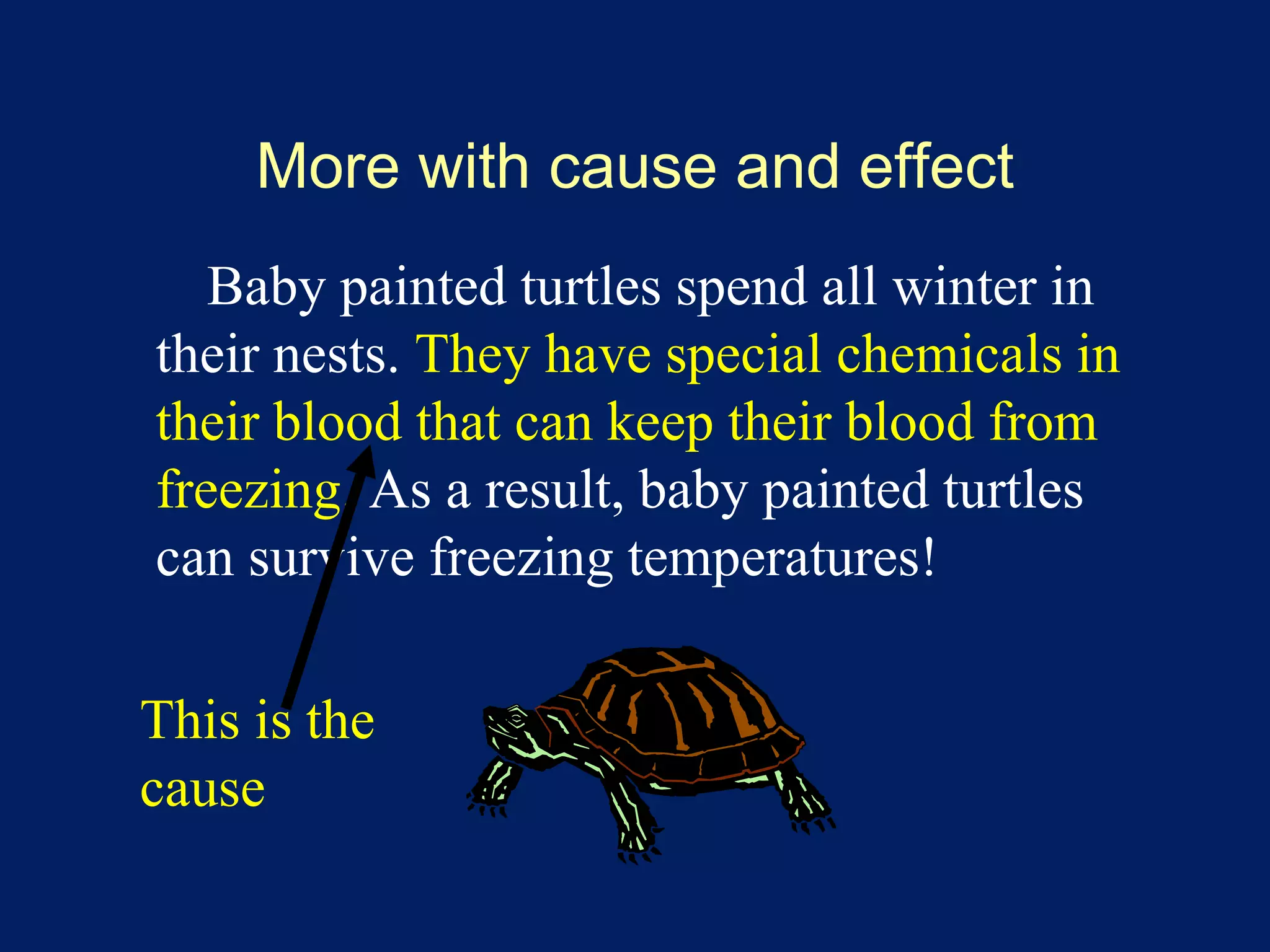 More with cause and effect 
Baby painted turtles spend all winter in 
their nests. They have special chemicals in 
their blood that can keep their blood from 
freezing. As a result, baby painted turtles 
can survive freezing temperatures! 
This is the 
cause 
 