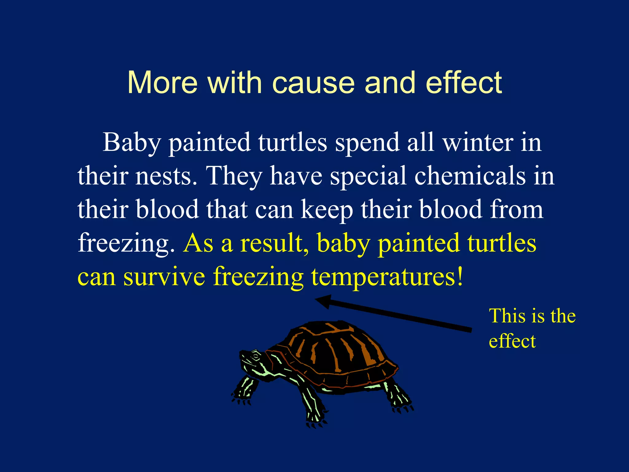 More with cause and effect 
Baby painted turtles spend all winter in 
their nests. They have special chemicals in 
their blood that can keep their blood from 
freezing. As a result, baby painted turtles 
can survive freezing temperatures! 
This is the 
effect 
 