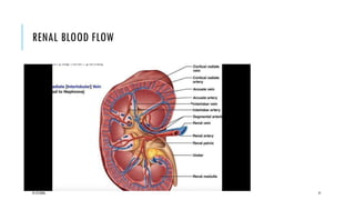 REVIEW THE RENAL SYSTEM ANATOMY AND OTHER STRUCTURES - Copy.pptx