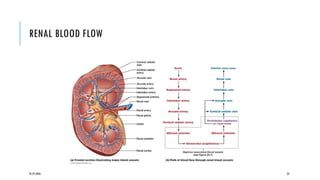 REVIEW THE RENAL SYSTEM ANATOMY AND OTHER STRUCTURES - Copy.pptx