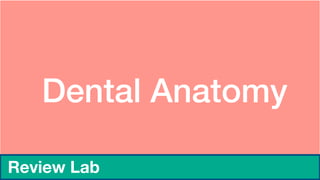 Dental Anatomy
Review Lab
 
