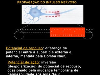 + + + + + + + + + + + + + + + + + + + + + + + + + + + + + ++ + + + + + + + + + + + + + +
_ _ _ _ _ _ _ _ _ _ _ _ _ _ _ _ _ _ _ _ _ _ _ _ _ _ _ _ _ _ _ _ _ _ _ _ _ _ _
- - - - - -
-
+ + + + +
- - - - - -
-
+ + + + +
- - - - - -
-
+ + + + +
PROPAGAÇÃO DO IMPULSO NERVOSO
Potencial de repouso: diferença de
potencial entre a superfície externa e
interna, mantida pela Bomba Na/K
Potencial de ação: inversão
(despolarização) do potencial de repouso,
ocasionado pela mudança temporária de
 