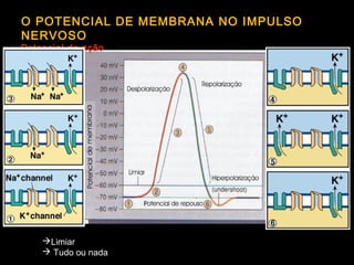O POTENCIAL DE MEMBRANA NO IMPULSO
NERVOSO
Potencial de ação
Limiar
 Tudo ou nada
 
