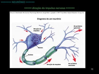 13
======= NEURÔNIO ======
===== direção do impulso nervoso ======
 