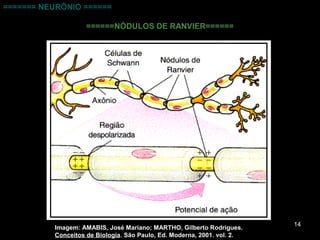 14
Imagem: AMABIS, José Mariano; MARTHO, Gilberto Rodrigues.
Conceitos de Biologia. São Paulo, Ed. Moderna, 2001. vol. 2.
======= NEURÔNIO ======
======NÓDULOS DE RANVIER======
 