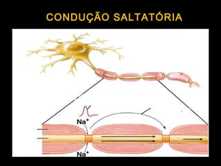 CONDUÇÃO SALTATÓRIA
Potencial de
Ação Condução
saltatória
Mielina
Axônio
 