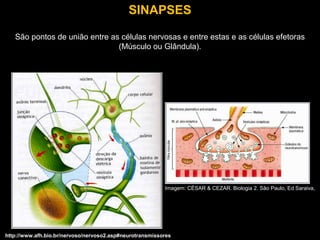 SINAPSES
São pontos de união entre as células nervosas e entre estas e as células efetoras
(Músculo ou Glândula).
http://www.afh.bio.br/nervoso/nervoso2.asp#neurotransmissores
Imagem: CÉSAR & CEZAR. Biologia 2. São Paulo, Ed Saraiva,
 