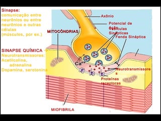 Sinapse: local de
comunicação entre
neurônios ou entre
neurônios e outras
células
(músculos, por ex.)
MIOFIBRILA
MITOCÔNDRIASMITOCÔNDRIAS
Neurotransmissore
s
Fenda Sináptica
Vesículas
Sinápticas
Potencial de
Ação
Axônio
Proteínas
receptoras
SINAPSE QUÍMICA 
Neurotransmissores:
Acetilcolina,
adrenalina
Dopamina, serotonina
 