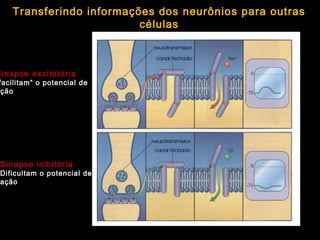 Sinapse inibitória
Dificultam o potencial de
ação
Sinapse excitatória
facilitam” o potencial de
ção
Transferindo informações dos neurônios para outras
células
 