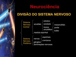 Neurociência
aula 01
DIVISÃO DO SISTEMA NERVOSO
Sistema
Nervoso
Central
Sistema
Nervoso
Periférico
encéfalo
medula espinhal
cérebro
cerebelo
tronco
encefálico
mesencéfalo
ponte
bulbo
nervos
gânglios
terminações nervosas
espinhais
cranianos
 