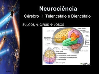 Neurociência
aula 01
SULCOS  GIRUS  LOBOS
Cérebro  Telencéfalo e Diencéfalo
 