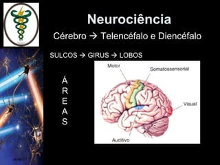 Neurociência
aula 01
SULCOS  GIRUS  LOBOS
Cérebro  Telencéfalo e Diencéfalo
Á
R
E
A
S
 