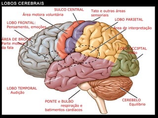 LOBOS CEREBRAIS
LOBO FRONTAL:
Pensamento, emoções
ÁREA DE BROCA
Parte motora
da fala
Área motora voluntária
SULCO CENTRAL Tato e outras áreas
sensoriais
LOBO PARIETAL
Área de interpretação
LOBO OCCIPTAL
Visão
CEREBELO
Equilíbrio
PONTE e BULBO
respiração e
batimentos cardíacos
LOBO TEMPORAL
Audição
 