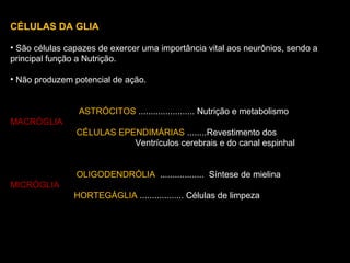CÉLULAS DA GLIA
• São células capazes de exercer uma importância vital aos neurônios, sendo a
principal função a Nutrição.
• Não produzem potencial de ação.
ASTRÓCITOS ....................... Nutrição e metabolismo
MACRÓGLIA
CÉLULAS EPENDIMÁRIAS ........Revestimento dos
Ventrículos cerebrais e do canal espinhal
OLIGODENDRÓLIA .................. Síntese de mielina
MICRÓGLIA
HORTEGÁGLIA .................. Células de limpeza
 