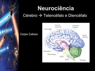 Neurociência
aula 01
Corpo Caloso
Cérebro  Telencéfalo e Diencéfalo
 