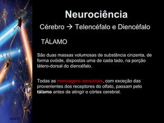 Neurociência
aula 01
Cérebro  Telencéfalo e Diencéfalo
TÁLAMO
São duas massas volumosas de substância cinzenta, de
forma ovóide, dispostas uma de cada lado, na porção
látero-dorsal do diencéfalo.
Todas as mensagens sensoriais, com exceção das
provenientes dos receptores do olfato, passam pelo
tálamo antes de atingir o córtex cerebral.
 