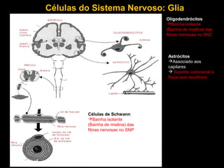 Células do Sistema Nervoso: Glia
Oligodendrócitos
Bainha isolante
(Bainha de mielina) das
fibras nervosas no SNC
Células de Schwann
Bainha isolante
(Bainha de mielina) das
fibras nervosas no SNP
Astrócitos
Associado aos
capilares
 Suporte nutricional e
físico aos neurônios
 