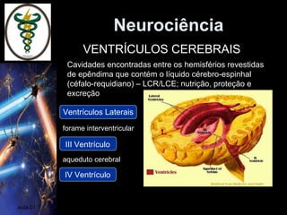 Neurociência
aula 01
VENTRÍCULOS CEREBRAIS
Cavidades encontradas entre os hemisférios revestidas
de epêndima que contém o líquido cérebro-espinhal
(céfalo-requidiano) – LCR/LCE; nutrição, proteção e
excreção
Ventrículos Laterais
III Ventrículo
IV Ventrículo
forame interventricular
aqueduto cerebral
 