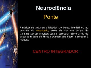 Neurociência
aula 01
Ponte
Participa de algumas atividades do bulbo, interferindo no
controle da respiração, além de ser um centro de
transmissão de impulsos para o cerebelo. Serve ainda de
passagem para as fibras nervosas que ligam o cérebro à
medula.
CENTRO INTEGRADOR
 