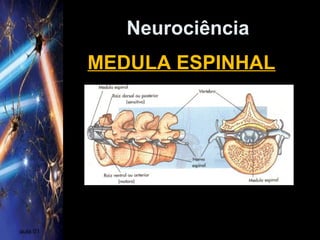 Neurociência
aula 01
MEDULA ESPINHAL
 