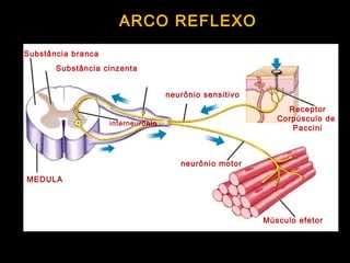 ARCO REFLEXO
DORSAL
VENTRAL
Substância branca
Substância cinzenta
MEDULA
corpo celular
localizado no gânglio
interneurônionio
neurônio sensitivo
neurônio motor
ESTÍMULO
Receptor
Corpúsculo de
Paccini
Músculo efetor
 