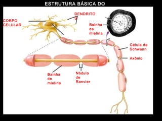 ESTRUTURA BÁSICA DO
NEURÔNIO
CORPO
CELULAR
Núcleo
DENDRITO
S AXÔNIO
Bainha
de
mielina
Célula de
Schwann
Axônio
Bainha
de
mielina
Nódulo
de
Ranvier
 