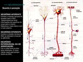 7
http://www.afh.bio.br/nervoso/nervoso2.asp#neurotransmissor
=== NEURÔNIOS===
NEURÔNIO AFERENTE
Conduz o impulso nervoso do
receptor para o SNC.
Responsável por levar
informações da superfície do
corpo para o interior.
Relaciona o meio interno com
o meio externo.
NEURÔNIO EFERENTE
Conduz o impulso nervoso do
SNC ao efetuador (músculo
ou glândula).
NEURÔNIO
INTERNUNCIAL OU DE
ASSOCIAÇÃO
Faz a união entre os dois
tipos anteriores. O corpo
celular deste está sempre
dentro do SNC.
Quanto à posição
 