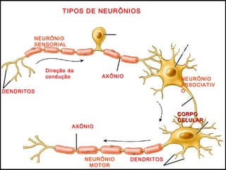 TIPOS DE NEURÔNIOS
DENDRITOS
CORPO
CELULAR CORPO
CELULAR
CORPOCORPO
CELULARCELULAR
DENDRITOS
Direção da
condução AXÔNIO
AXÔNIO
AXÔNIO
NEURÔNIO
SENSORIAL
NEURÔNIO
ASSOCIATIV
O
NEURÔNIO
MOTOR
 