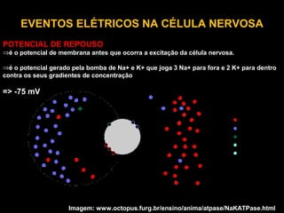 EVENTOS ELÉTRICOS NA CÉLULA NERVOSA
POTENCIAL DE REPOUSO
⇒é o potencial de membrana antes que ocorra a excitação da célula nervosa.
⇒é o potencial gerado pela bomba de Na+ e K+ que joga 3 Na+ para fora e 2 K+ para dentro
contra os seus gradientes de concentração
=> -75 mV
Imagem: www.octopus.furg.br/ensino/anima/atpase/NaKATPase.html
 