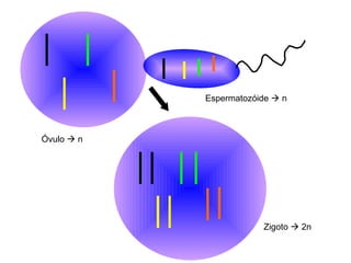 Óvulo    n Espermatozóide    n Zigoto    2n 