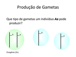 Produção de Gametas Que tipo de gametas um indivíduo  Aa  pode produzir? A a Ovogônia (2n) A a 