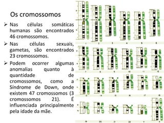 Os cromossomos Nas células somáticas humanas são encontrados 46 cromossomos.  Nas células sexuais, gametas, são encontrados 23 cromossomos. Podem ocorrer algumas anomalias quanto à quantidade de cromossomos, como a Síndrome de Down, onde existem 47 cromossomos (3 cromossomos 21). É influenciada principalmente pela idade da mãe. 