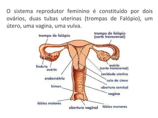 O sistema reprodutor feminino é constituído por dois ovários, duas tubas uterinas (trompas de Falópio), um útero, uma vagina, uma vulva.  