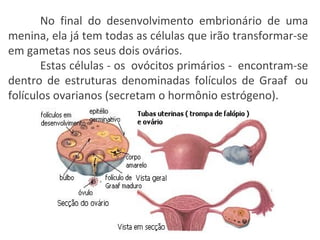 No final do desenvolvimento embrionário de uma menina, ela já tem todas as células que irão transformar-se em gametas nos seus dois ovários.  Estas células - os  ovócitos primários -  encontram-se dentro de estruturas denominadas folículos de Graaf  ou folículos ovarianos (secretam o hormônio estrógeno). 