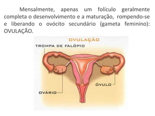 Mensalmente, apenas um folículo geralmente completa o desenvolvimento e a maturação,  rompendo-se e liberando o ovócito secundário (gameta feminino): OVULAÇÃO. 
