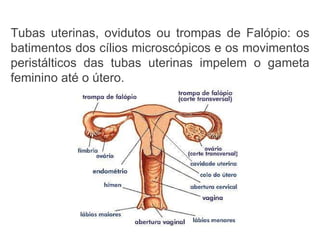 Tubas uterinas, ovidutos ou trompas de Falópio: os batimentos dos cílios microscópicos e os movimentos peristálticos das tubas uterinas impelem o gameta feminino até o útero. 
