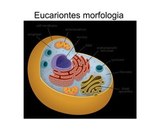 Eucariontes morfologia
- Núcleo
- Lisossomos
- Ribossomos
- Complexo de Golgi
- Retículo endoplasmático
- Vacúolos
- Mitoc...