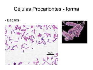 Células Procariontes - forma
- Cocco
 
