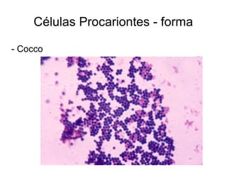Células Procariontes - forma
 