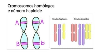 Cromossomos homólogos
e número haploide
 