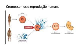Cromossomos e reprodução humana
 