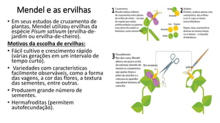 Mendel e as ervilhas
• Em seus estudos de cruzamento de
plantas, Mendel utilizou ervilhas da
espécie Pisum sativum (ervilha-de-
jardim ou ervilha-de-cheiro).
Motivos da escolha de ervilhas:
• Fácil cultivo e crescimento rápido
(várias gerações em um intervalo de
tempo curto).
• Variedades com características
facilmente observáveis, como a forma
das vagens, a cor das flores, a textura
das sementes, entre outras.
• Produzem grande número de
sementes.
• Hermafroditas (permitem
autofecundação).
 