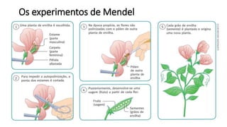 Os experimentos de Mendel
 