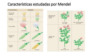 Características estudadas por Mendel
 