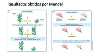 Resultados obtidos por Mendel
 