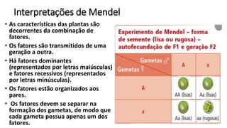 Interpretações de Mendel
• As características das plantas são
decorrentes da combinação de
fatores.
• Os fatores são transmitidos de uma
geração a outra.
• Há fatores dominantes
(representados por letras maiúsculas)
e fatores recessivos (representados
por letras minúsculas).
• Os fatores estão organizados aos
pares.
• Os fatores devem se separar na
formação dos gametas, de modo que
cada gameta possua apenas um dos
fatores.
 
