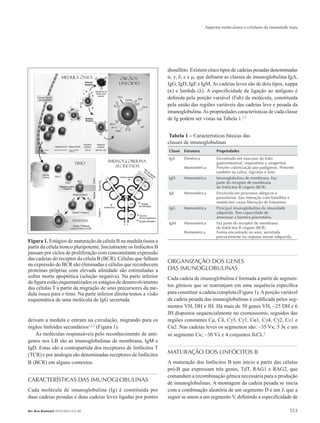 Aspectos moleculares e celulares da imunidade inata
553Rev Bras Reumatol 2010;50(5):552-80
deixam a medula e entram na circulação, migrando para os
órgãos linfoides secundários1,2,3
(Figura 1).
As moléculas responsáveis pelo reconhecimento de antí-
genos nos LB são as imunoglobulinas de membrana, IgM e
IgD. Estas são a contrapartida dos receptores de linfócitos T
(TCR) e por analogia são denominadas receptores de linfócitos
B (BCR) em alguns contextos.
CARACTERÍSTICAS DAS IMUNOGLOBULINAS
Cada molécula de imunoglobulina (Ig) é constituída por
duas cadeias pesadas e duas cadeias leves ligadas por pontes
Figura 1. Estágios de maturação da célula B na medula óssea a
partir da célula tronco pluripotente. Inicialmente os linfócitos B
passam por ciclos de proliferação com concomitante expressão
das cadeias do receptor da célula B (BCR). Células que falham
na expressão do BCR são eliminadas e células que reconhecem
proteínas próprias com elevada afinidade são estimuladas a
sofrer morte apoptótica (seleção negativa). Na parte inferior
da figura estão esquematizados os estágios de desenvolvimento
das células T a partir da migração de seus precursores da me-
dula óssea para o timo. Na parte inferior direita temos a visão
esquemática de uma molécula de IgG secretada.
dissulfeto. Existem cinco tipos de cadeias pesadas denominadas
α, γ, δ, ε e μ, que definem as classes de imunoglobulina IgA,
IgG, IgD, IgE e IgM.As cadeias leves são de dois tipos, κappa
(κ) e lambda (λ). A especificidade de ligação ao antígeno é
definida pela porção variável (Fab) da molécula, constituída
pela união das regiões variáveis das cadeias leve e pesada da
imunoglobulina.As propriedades características de cada classe
de Ig podem ser vistas na Tabela 1.1,3
Tabela 1 – Características básicas das
classes de imunoglobulinas
Classe Estrutura Propriedades
IgA Dimérica
Monomérica
Encontrada em mucosas do trato
gastrointestinal, respiratório e urogenital.
Previne colonização por patógenos. Presente
também na saliva, lágrimas e leite.
IgD Monomérica Imunoglobulina de membrana. Faz
parte do receptor de membrana
de linfócitos B virgens (BCR).
IgE Monomérica Envolvida em processos alérgicos e
parasitários. Sua interação com basófilos e
mastócitos causa liberação de histamina.
IgG Monomérica Principal imunoglobulina da imunidade
adquirida. Tem capacidade de
atravessar a barreira placentária.
IgM Monomérica
Pentamérica
Faz parte do receptor de membrana
de linfócitos B virgens (BCR).
Forma encontrada no soro, secretada
precocemente na resposta imune adquirida.
ORGANIZAÇÃO DOS GENES
DAS IMUNOGLOBULINAS
Cada cadeia de imunoglobulina é formada a partir de segmen-
tos gênicos que se rearranjam em uma sequência específica
para constituir a cadeia completa (Figura 1).Aporção variável
da cadeia pesada das imunoglobulinas é codificada pelos seg-
mentos VH, DH e JH. Há mais de 50 genes VH, ~25 DH e 6
JH dispostos sequencialmente no cromossomo, seguidos das
regiões constantes Cμ, Cδ, Cγ3, Cγ1, Cα1, Cγ4, Cγ2, Cε1 e
Cα2. Nas cadeias leves os segmentos são: ~35 Vκ, 5 Jκ e um
só segmento Cκ; ~30 Vλ e 4 conjuntos JλCλ.2
MATURAÇÃO DOS LINFÓCITOS B
A maturação dos linfócitos B tem início a partir das células
pró-B que expressam três genes, TdT, RAG1 e RAG2, que
comandam a recombinação gênica necessária para a produção
de imunoglobulinas. A montagem da cadeia pesada se inicia
com a combinação aleatória de um segmento D e um J, que a
seguir se unem a um segmento V, definindo a especificidade de
RBR 50_5.indb 553 21/10/2010 15:46:46
 