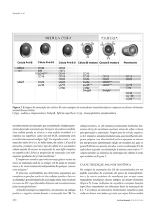 Mesquita et al.
554 Rev Bras Reumatol 2010;50(5):552-80
reconhecimento do anticorpo que será formado, independente-
mente da porção constante que fará parte da cadeia completa.
Essa cadeia pesada se associa a uma cadeia invariável e é
expressa na superfície como um pré-BCR, juntamente com
as moléculas assessórias Igα e Igβ. Em seguida ocorre o rear-
ranjo da cadeia leve k e, na falha desta, da cadeia λ. Cada LB
apresenta, portanto, um único tipo de cadeia leve associado à
cadeia pesada. O sucesso na expressão de uma IgM completa
na superfície do LB leva à progressão da maturação com sub-
sequente produção de IgD de membrana.3
É importante ressaltar que todo rearranjo gênico ocorre no
início da maturação do LB, no estágio pré-B, ainda na medula
óssea, e de modo totalmente independente de qualquer contato
com antígeno.2
O processo combinatório dos diferentes segmentos que
compõem as porções variáveis das cadeias pesadas e leves e
as diferentes possibilidades de associação entre elas resultam
em cerca de 1011
especificidades diferentes de reconhecimento
pelas imunoglobulinas.1
A fim de restringir esse repertório, mecanismos de seleção
positiva e negativa atuam durante a maturação dos LB. Na
Figura 2. Estágios de maturação das células B com exemplos de marcadores imunofenotípicos expressos no desenvolvimento
normal destas células.
CyIgµ - cadeia µ citoplasmática; SmIgM - IgM de superfície; CyIg - imunoglobulina citoplasmática.
seleção positiva, os LB imaturos expressando moléculas fun-
cionais de Ig de membrana recebem sinais de sobrevivência
para prosseguir a maturação. No processo de seleção negativa,
os LB imaturos, ainda na medula óssea, que reconhecem antí-
genos próprios com alta afinidade sofrem apoptose ou entram
em um processo denominado edição de receptor, no qual os
genes RAG são novamente ativados e outra combinação V-J de
cadeia leve é gerada em substituição à anterior, auto-reativa.1,2,3
Alguns detalhes da dinâmica de maturação das células B estão
apresentados na Figura 1.
CARACTERIZAÇÃO IMUNOFENOTÍPICA
Os estágios de maturação dos LB são caracterizados por um
padrão específico de expressão de genes de imunoglobuli-
nas e de outras proteínas de membrana que servem como
marcadores fenotípicos desses estágios de desenvolvimento
(Figura 2). Essas moléculas de superfície cumprem funções
específicas importantes nas diferentes fases de maturação do
LB. A existência de anticorpos monoclonais específicos para
cada um desses marcadores permite que sejam feitos estudos
RBR 50_5.indb 554 21/10/2010 15:46:46
 