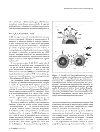 Aspectos moleculares e celulares da imunidade inata
555Rev Bras Reumatol 2010;50(5):552-80
sobre a distribuição e a dinâmica da linhagem de LB.Ademais,
monoclonais contra algumas dessas moléculas de superfície
também podem ser utilizados com finalidade terapêutica, atin-
gindo determinadas subpopulações de células da linhagem B.
ATIVAÇÃO DOS LINFÓCITOS B
Os LB são responsáveis pela imunidade humoral que se ca-
racteriza pela produção e liberação de anticorpos capazes de
neutralizar, ou até mesmo destruir, os antígenos (Ag) contra
os quais foram gerados. Para tal, os LB devem ser ativados,
o que acarreta um processo de proliferação e diferenciação,
que culmina na geração de plasmócitos com produção de
imunoglobulinas com alta afinidade para o epítopo antigênico
que originou a resposta. Para ativação, é preciso que o BCR
ligue-se a um epítopo antigênico, o que desencadeia uma se-
quência de eventos intracelulares.Além do reconhecimento do
antígeno, a ativação dos LB depende também de um segundo
sinal ativador.1,2
O complexo do receptor de LB (BCR) inclui, além da
imunoglobulina de membrana, duas cadeias peptídicas, Igα
e Igβ, que têm função de dar início à sinalização intracelular
após o encontro com o antígeno.1,2
As moléculas Igα e Igβ
contêm motivos de ativação (ITAMs) que são fosforilados após
ligação do antígeno ao complexo BCR, e ativam fatores que
promovem a transcrição de genes envolvidos na proliferação
e diferenciação dos LB (Figura 3-A).2,7
Os LB funcionam também como células apresentadoras
de antígeno, após interiorizarem e processarem o Ag ligado
ao receptor de superfície (BCR). Os peptídeos gerados pelo
processamento são expressos na membrana dos LB ligados às
moléculas do complexo maior de histocompatibilidade (MHC)
classe II, para apresentação aos LTCD4+ (auxiliares). A inte-
ração do complexo peptídeo/MHC classe II com o receptor
de LT (TCR) inicia uma cadeia de eventos que levam os LT
auxiliares à expansão clonal e produção de citocinas que esti-
mulam a proliferação e diferenciação dos LB (Figura 3-B).1,2,7
Proteínas do complemento também fornecem sinais secun-
dários para ativação por meio do receptor para o fragmento
C3d, denominado CR2 ou CD21, expresso na superfície dos
LB. O CD21 forma um complexo com outras duas proteínas
de membrana, CD19 e CD81, permitindo o reconhecimento
simultâneo do C3d e do antígeno pelo BCR. Esta ligação pro-
move o início da cascata de sinalização de ambos os receptores,
gerando uma resposta muito maior se comparada à resposta
do antígeno não ligado à molécula C3d.1,2
A possibilidade da
ligação C3d/CR2 atuar como o segundo sinal para a ativa-
ção dos LB garante o desencadeamento da resposta frente a
microorganismos e antígenos que ativam o complemento. Esse
é também um mecanismo de amplificação da resposta imune
humoral, uma vez que anticorpos capazes de ativar o comple-
mento vão resultar em maior estímulo dos LB.1,8
Recentemente tem sido destacado o potencial dos LB em
desempenhar suas funções após ativação de outros receptores
relacionados à resposta imune inata, tais como os Toll-Like
Receptors (TLRs). Foi demonstrado que os LB expressam a
maioria dos TLRs, tais como TLR-2, TLR-3, TLR-5 TLR-7
e TLR-9, respondendo a uma enorme variedade de ligantes
que podem ser proteicos, polissacarídicos, lipídicos e outros.8
Figura 3. A. Complexo BCR e ativação da célula B. A partir
da ligação cruzada das imunoglobulinas na superfície do LB
são desencadeados eventos bioquímicos que iniciam com a
fosforilação dos ITAMS (Motivos de ativação de imunore-
ceptores baseado em tirosina) com consequente ativação de
enzimas e intermediários bioquímicos que culminarão na
ativação de fatores de transcrição que promovem a ativação
celular. B. Interação do linfócito B com linfócito T auxiliar
após processamento antigênico pelas células B. A produção
de citocinas pelos linfócitos T auxiliares resultará na ativação
da Resposta Imune Humoral. Destaque para as moléculas de
superfície envolvidas no processo de ativação.
RBR 50_5.indb 555 21/10/2010 15:46:46
 